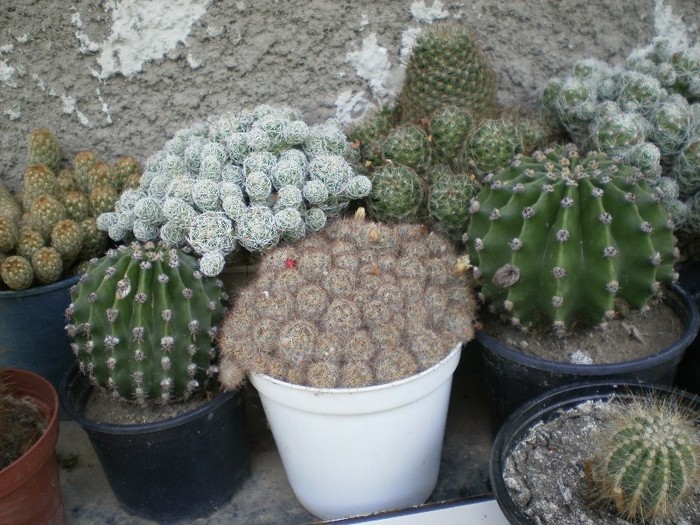pictura 017; cactusi
