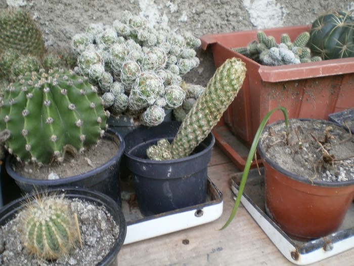 pictura 018; cactusi
