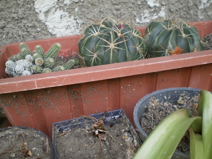 pictura 019; alti cactusi :)
