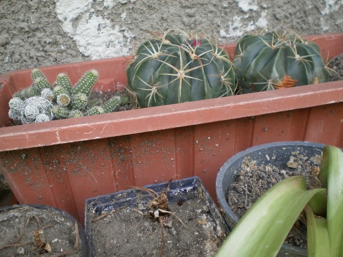 pictura 019; alti cactusi :)
