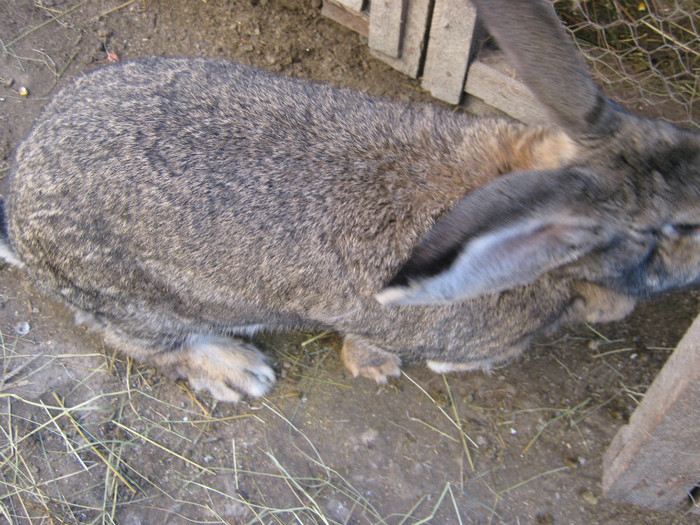 IMG_0218 - iepuri URIASI Belgian