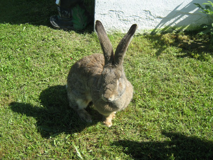 Picture 168 - iepuri URIASI Belgian