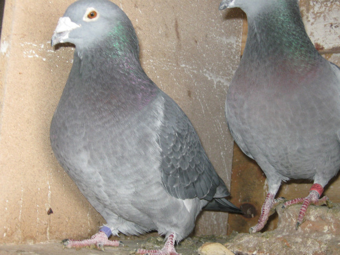 Picture 280 - porumbei poze vechi