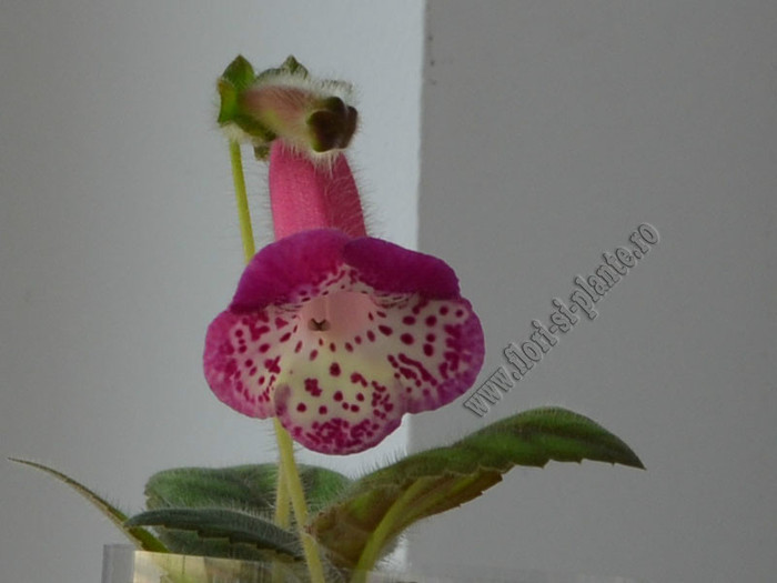NEW - Kohleria Marta; 2012
