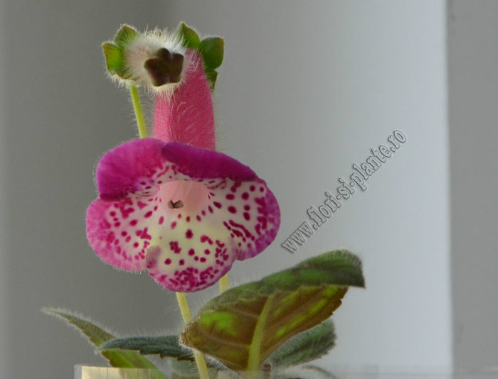 NEW - Kohleria Marta; 2012
