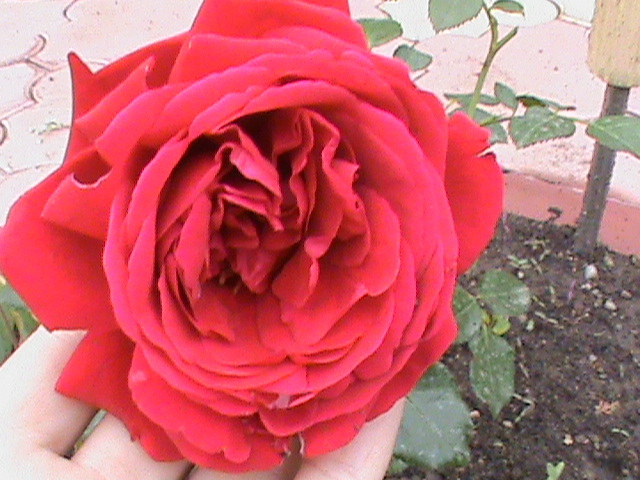 paulus scarlet catarator(pharma rose) - Trandafiri 2012