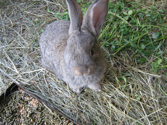 IMG_0235 - pui iepure 2012 belgieni