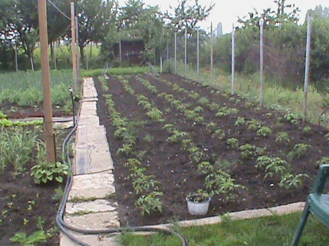 legume - gradina de legume si fructe