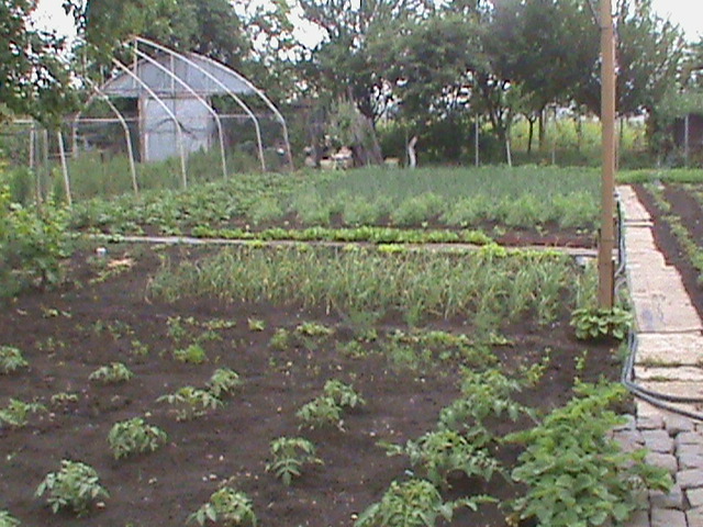 DSC01106 - gradina de legume si fructe