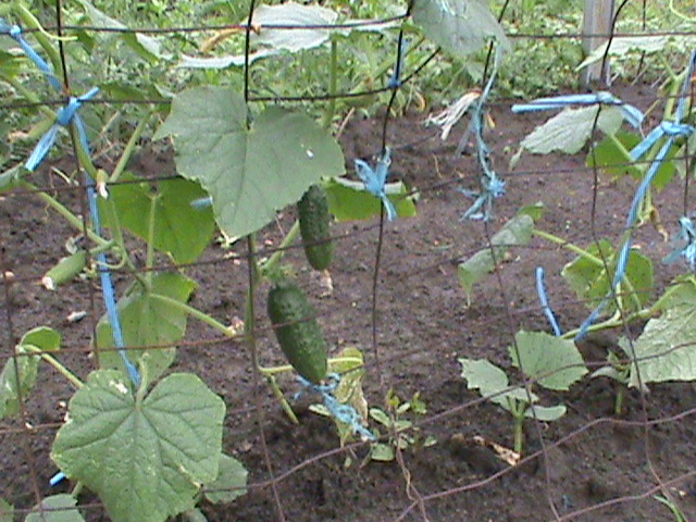 DSC01109 - gradina de legume si fructe