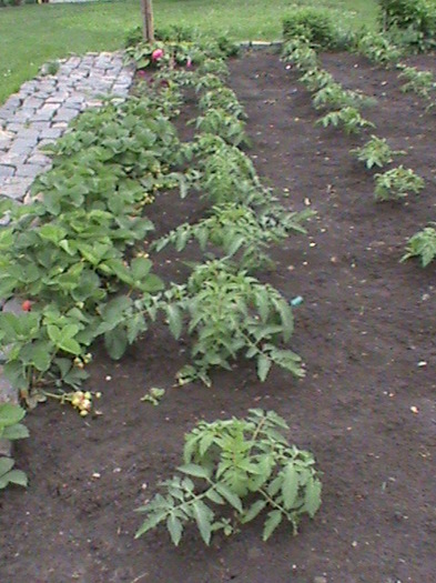 DSC01112 - gradina de legume si fructe