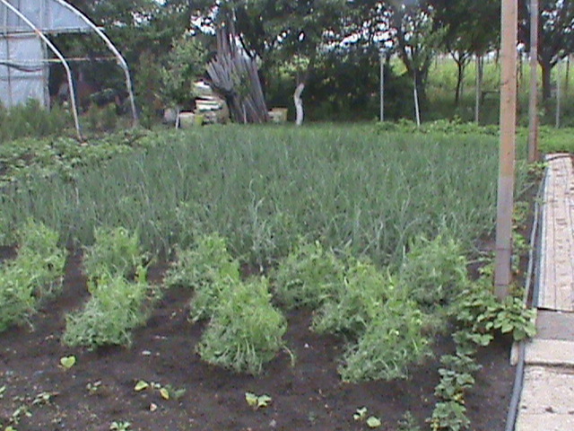 DSC01108 - gradina de legume si fructe
