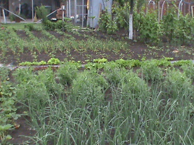 DSC01111 - gradina de legume si fructe