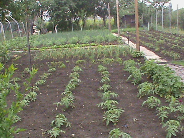 DSC01119 - gradina de legume si fructe
