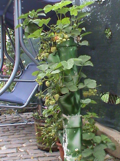 capsuni - gradina de legume si fructe