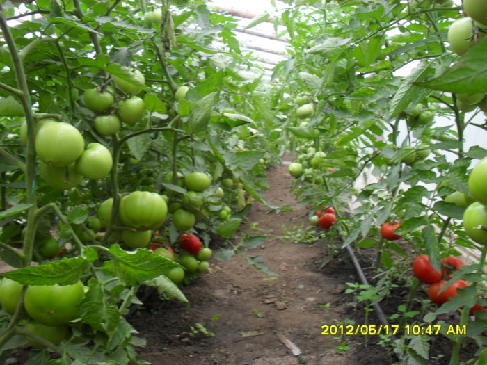 SDC12258 - solar 2012