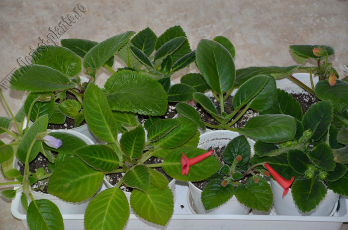 Gloxinia_Sinningia - GLOXINIA _ SINNINGIA