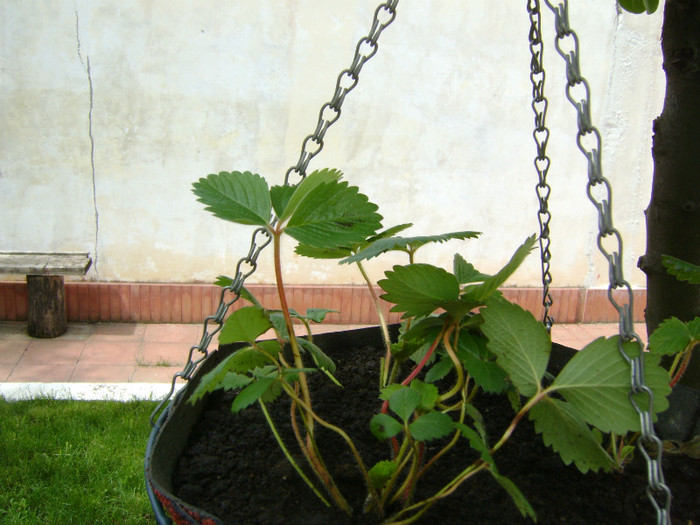 Capsuni Sieberz; Capsuni curgatori ! Ramane sa vedem.....
