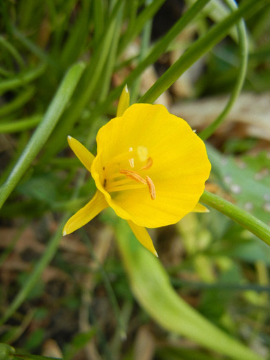 Bulbocodium Conspicuus (2012, May 12)