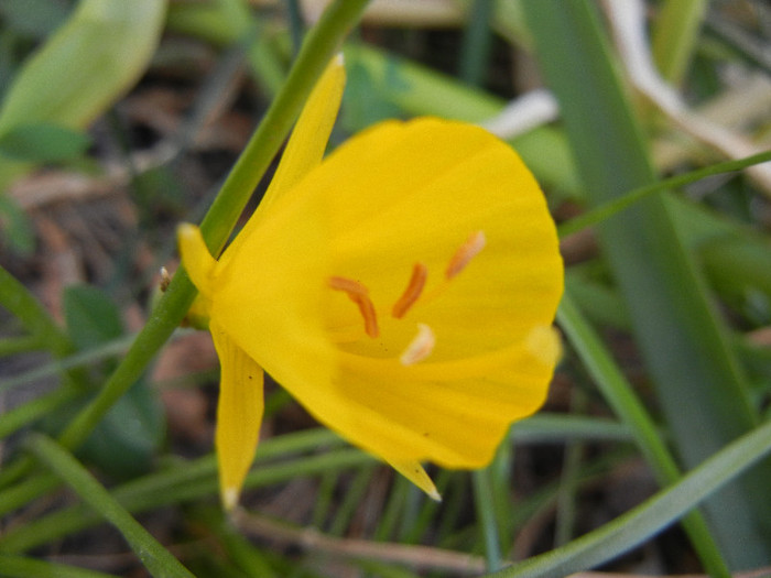 Bulbocodium Conspicuus (2012, May 13)