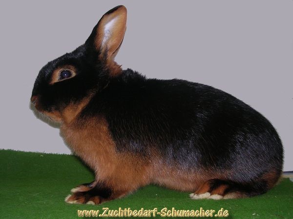 19%20Loh%20Schwarz%201_0%205_7_32 - citeva poze