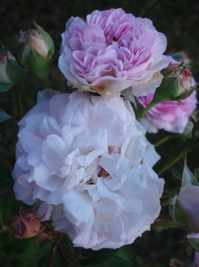 Pink-White Double Rose (2011, Jun.07) - Rose Double Pink White