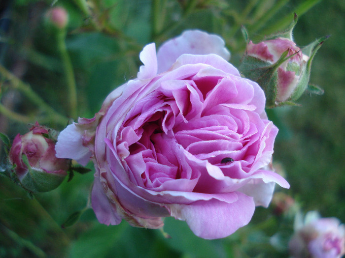 Pink-White Double Rose (2011, Jun.07) - Rose Double Pink White