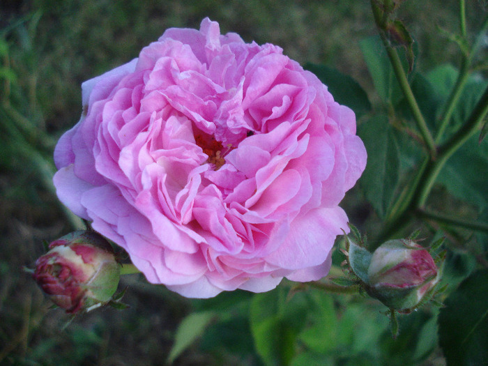 Pink-White Double Rose (2011, Jun.07) - Rose Double Pink White