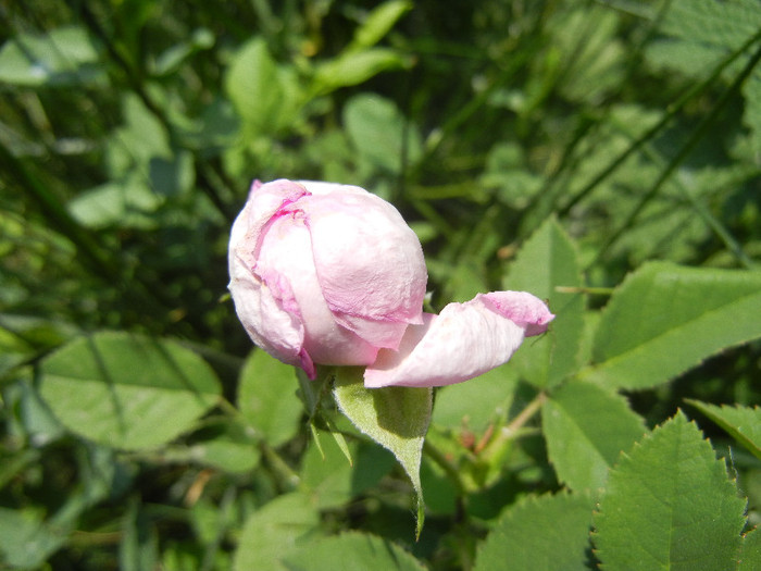 Double Pink rose, 11may2012 - Rose Double Pink