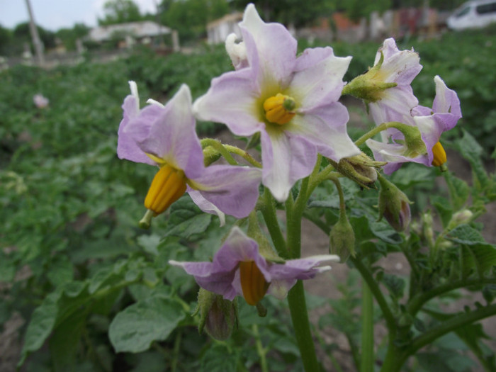 floare de cartof - a-primavara