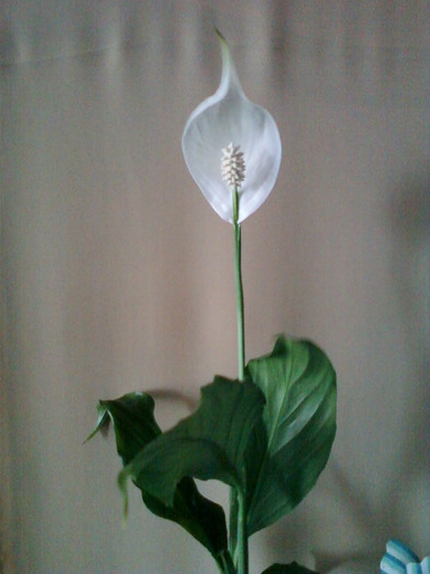 17 mai 2012-flori 019 - spathiphyllum wallisii