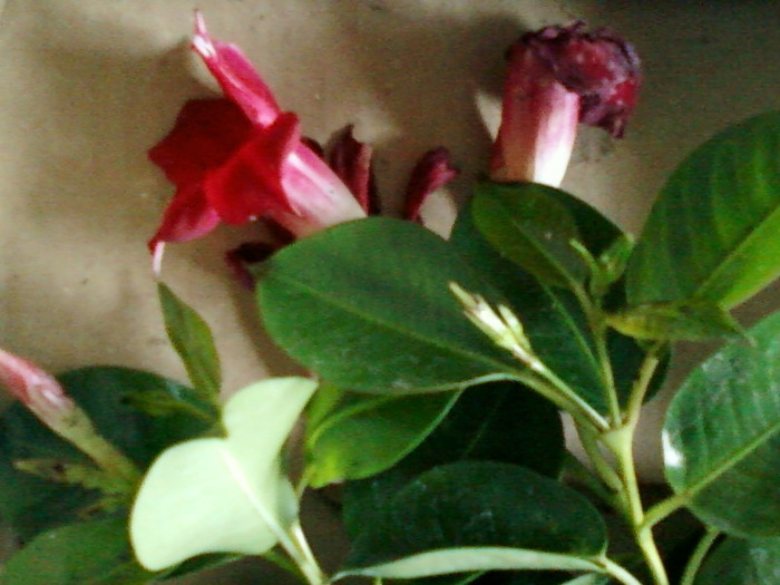 dipladenia(mandevilla) - primite