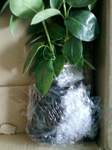 17 mai 2012-flori 008 - primite