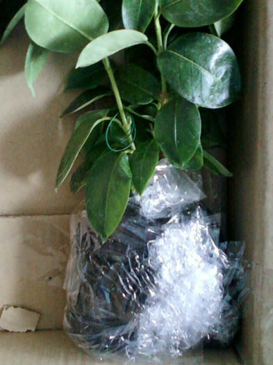 17 mai 2012-flori 012 - primite