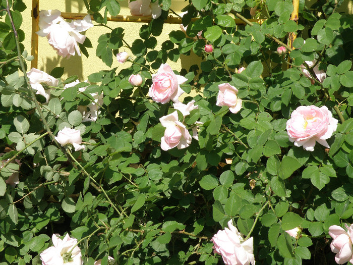 tara 4 202 - gradina 2012