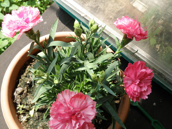 tara 4 204 - gradina 2012