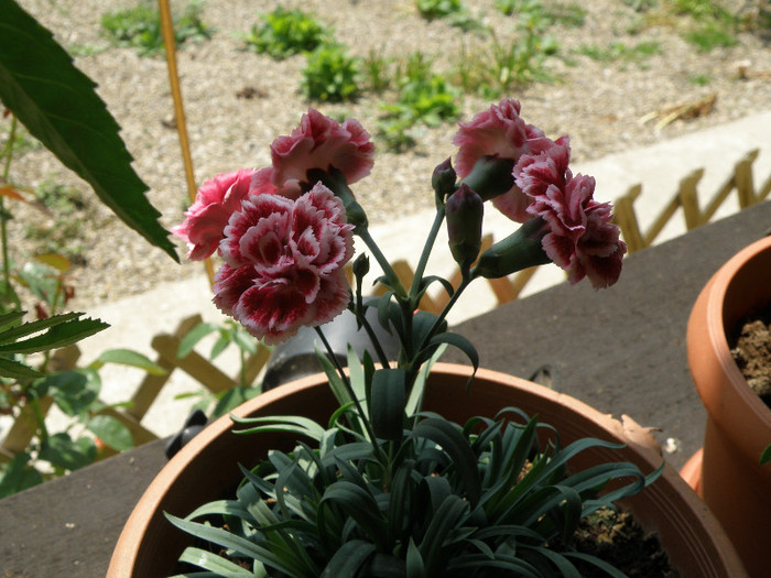 tara 4 205 - gradina 2012