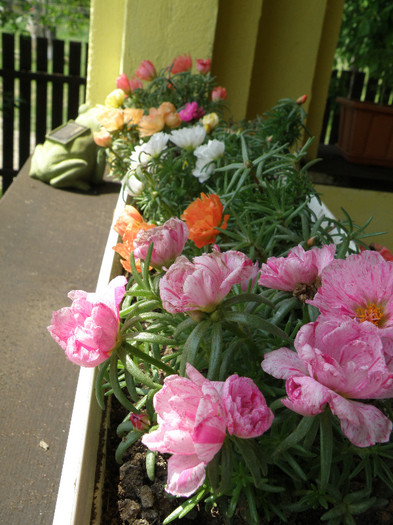tara 4 208 - gradina 2012