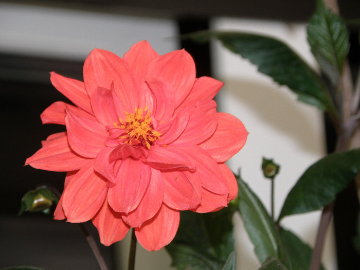 tara 4 214 - gradina 2012