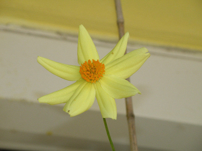 tara 4 215 - gradina 2012