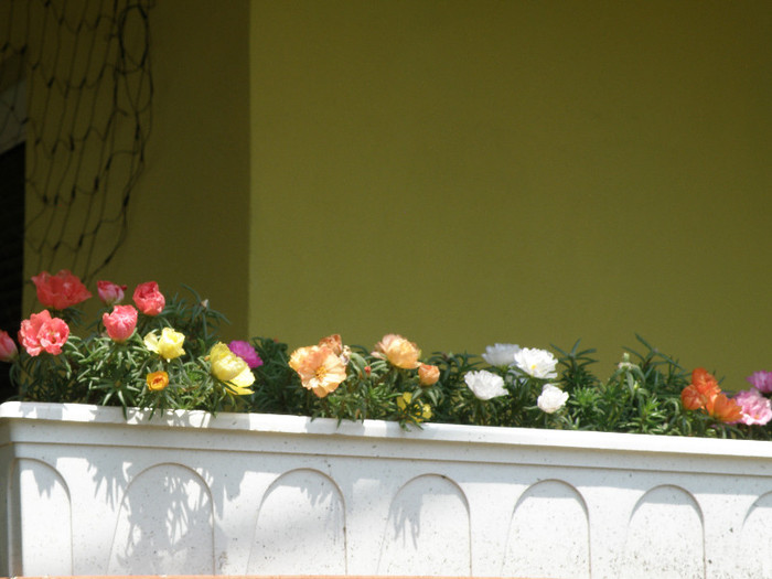 tara 4 224 - gradina 2012