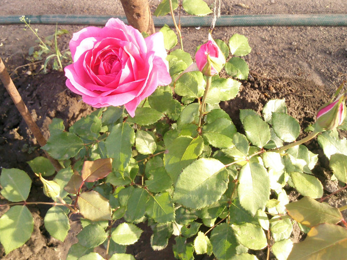 balett, parade, coral down