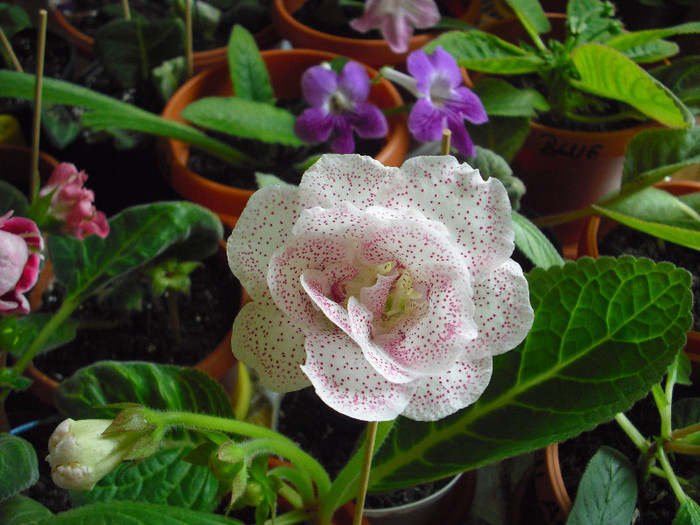 CIMG7203 - gloxinia 2012