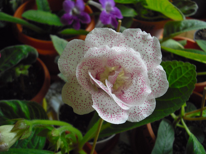 CIMG7204 - gloxinia 2012