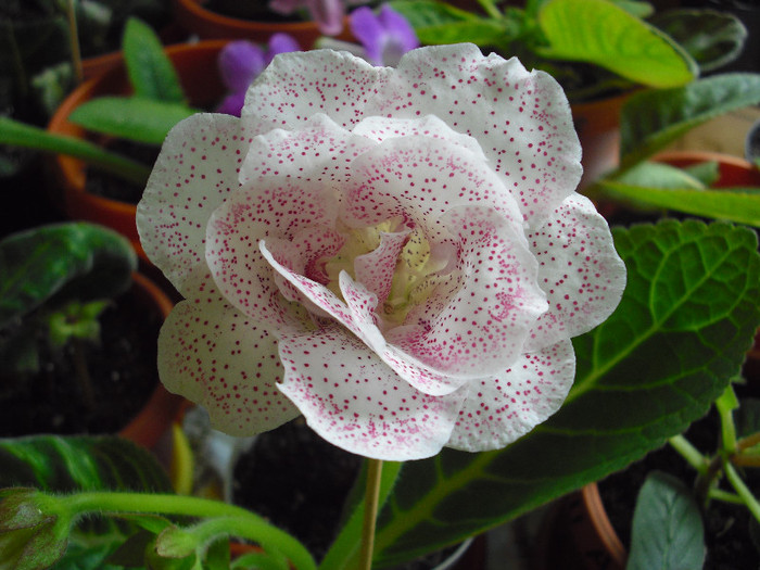 milye vesnush - gloxinia 2012