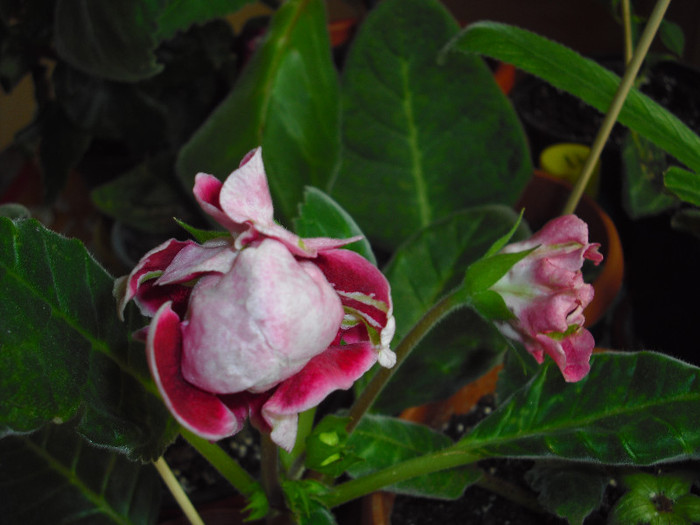 CIMG7205 - gloxinia 2012