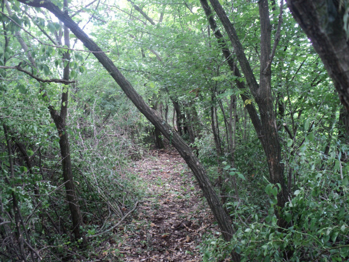 DSC04903