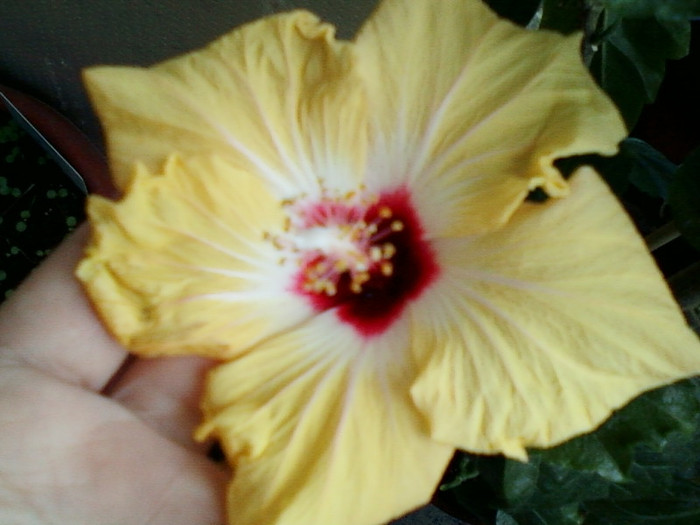 17 mai 2012-flori 022