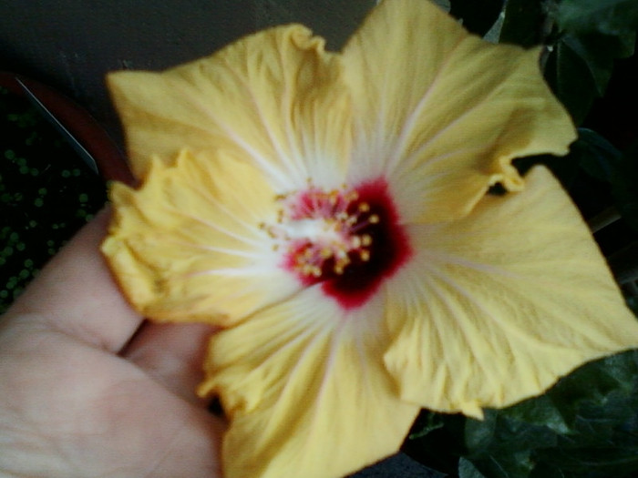 asa a inflorit holliday yellow