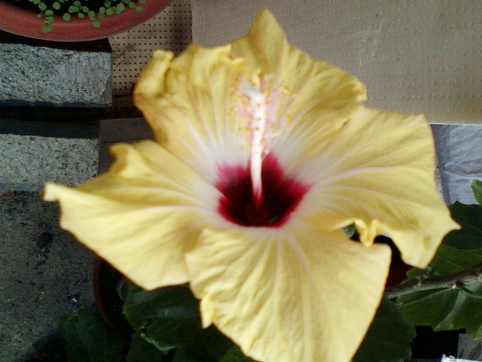 17 mai 2012-flori 025